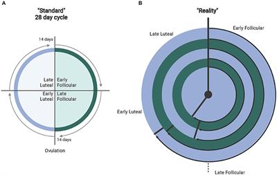 Considerations for Sex-Cognizant Research in Exercise Biology and Medicine